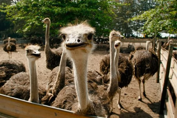 pulcini di struzzo e uova da cova fertili | Foto 1