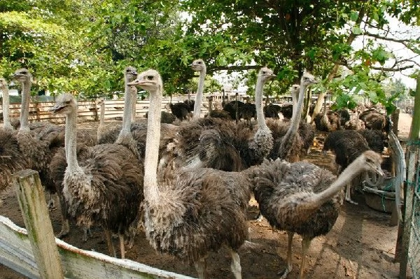 pulcini di struzzo e uova da cova fertili | Foto 0