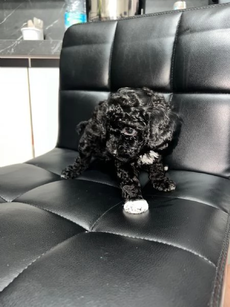 Barboncino Toy  | Foto 4