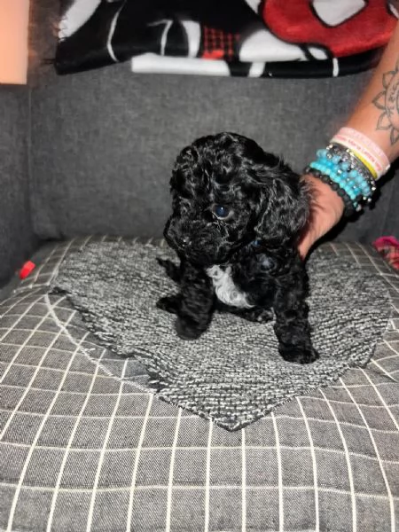 Barboncino Toy  | Foto 3