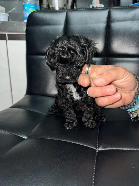 Barboncino Toy  | Foto 2