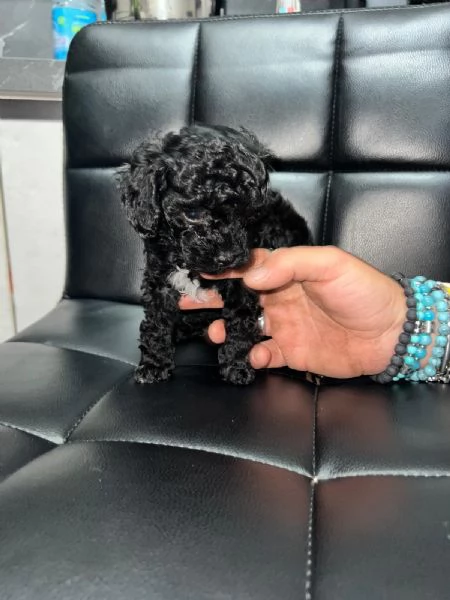 Barboncino Toy  | Foto 1