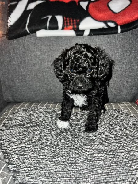 Barboncino Toy  | Foto 0