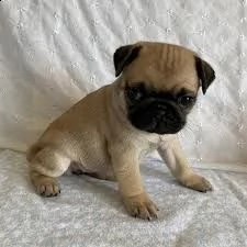 bellissimi cuccioli per una nuova casa questi dolcetti ipoallergenici e non perdenti assolutamente p