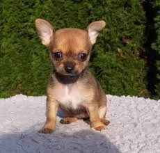 bellissimi cuccioli per una nuova casa