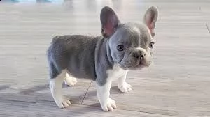 cuccioli french bulldog registrati