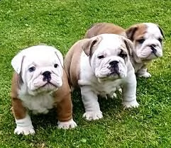 cuccioli english bulldog registrati