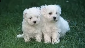 cuccioli maltese registrati 