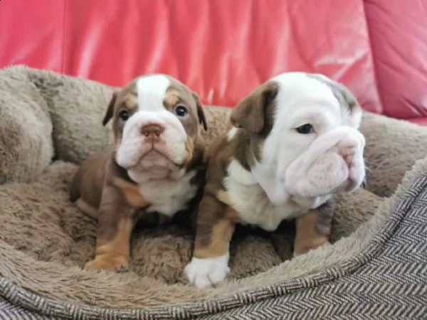 cuccioli bulldog inglese
