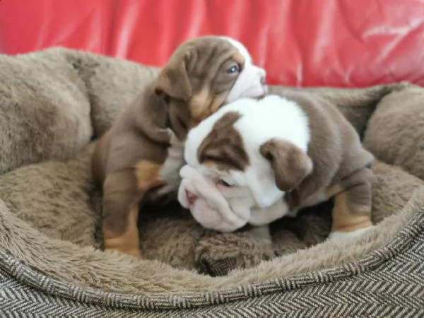 due cuccioli bulldog inglese pronti