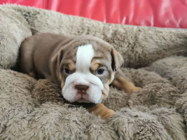 simpatici cuccioli bulldog inglese disponibili
