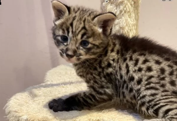 savannah gattini disponibili 