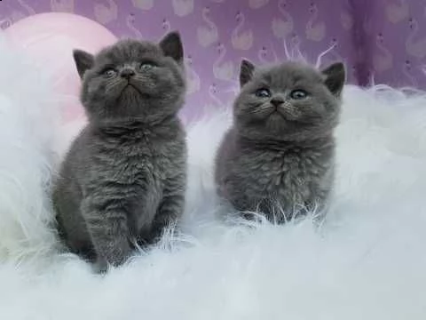 stupendi british shorthair gattini