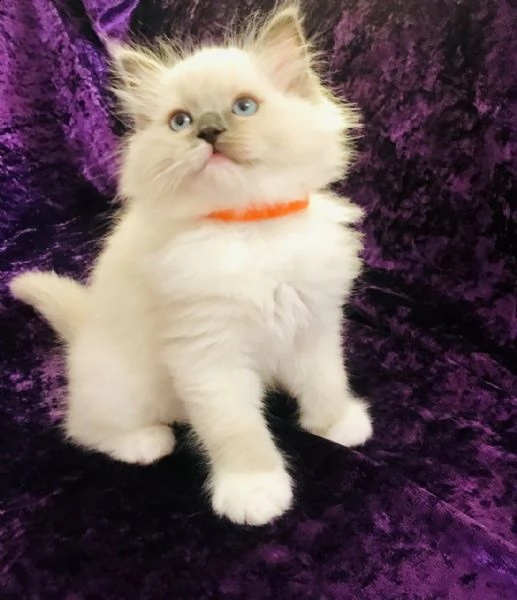 ragdoll sealpoint maschio e femmina