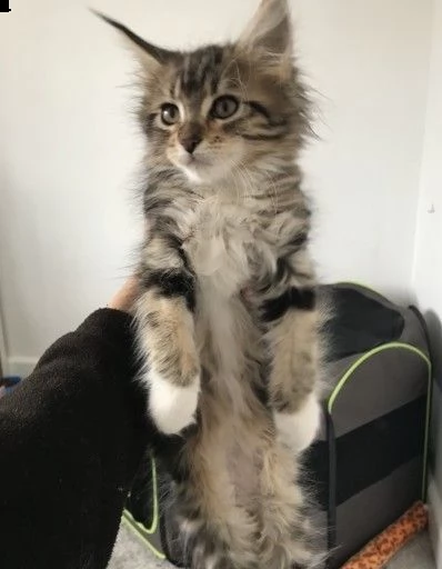 maine coon spettacolare