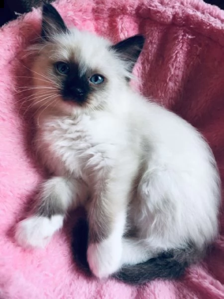 gatti radoll razza pura