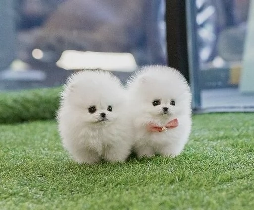 taglia piccola toy pomerania con pedigree 