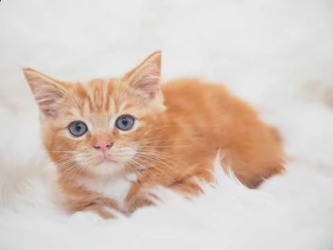 maine coon razza pura