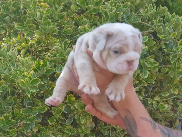 bulldog inglese 1 maschio 1 femmina