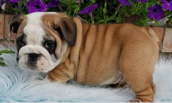 disponibili meravigliosi cuccioli di bulldog inglese