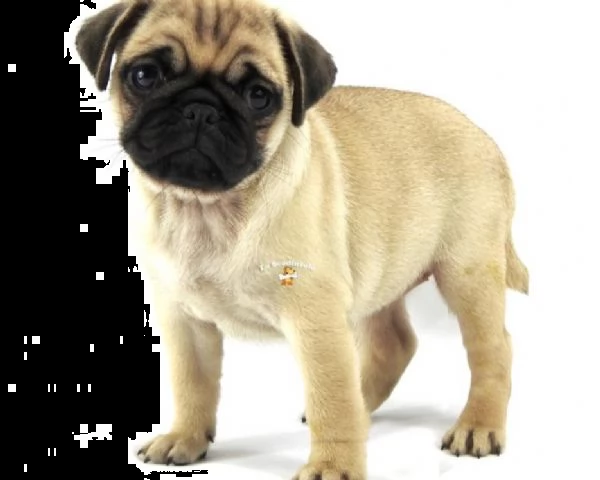 carlino cuccioli sabbia  | Foto 0