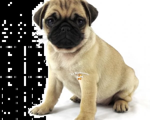 carlino cuccioli sabbia 