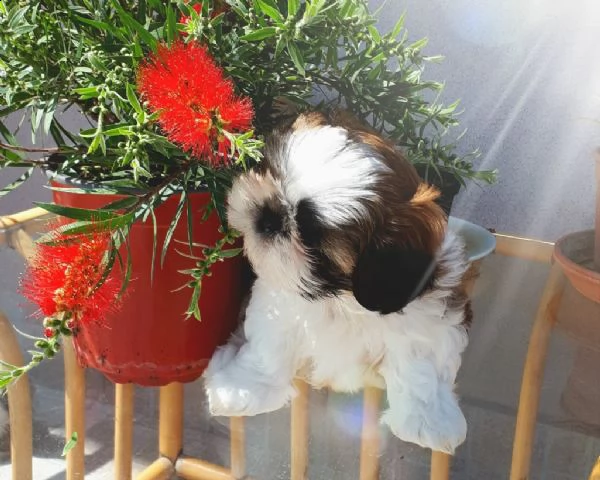 bellissimi cuccioli di shih tzu  | Foto 0