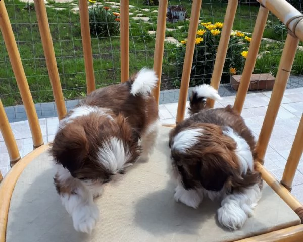 bellissimi cuccioli di shih tzu 
