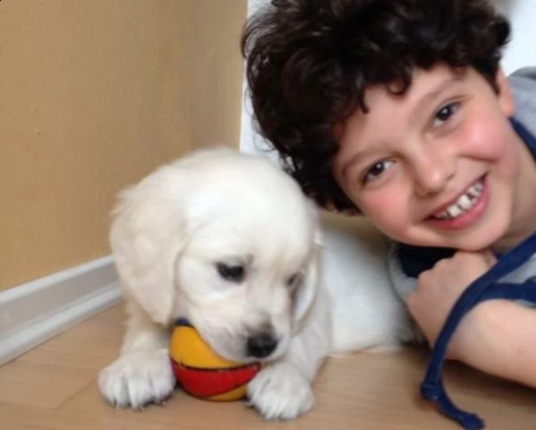 cuccioli di golden retriever con pedigree | Foto 0