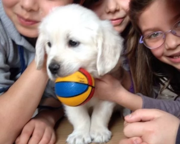 cuccioli di golden retriever con pedigree