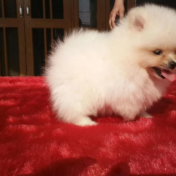 regalo  volpino pomerania mini toy ------- | Foto 0