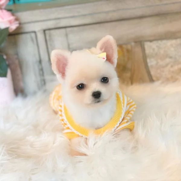 chihuahua mini toy 