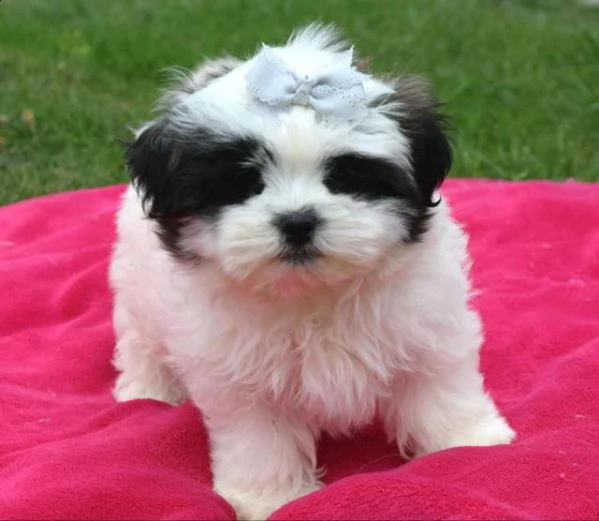 splendido shi tzu per adozione [at][at][at]