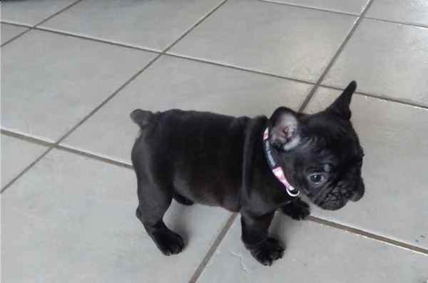 cuccioli di bulldog francese dolci e teneri adorabili per gli amanti degli animali domestici