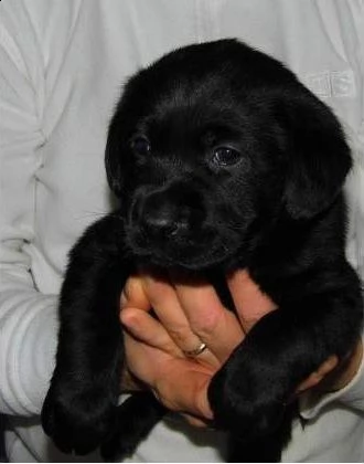 handsome labrador retriever
