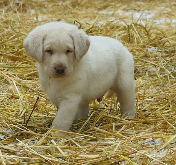 magnifico labrador retriever | Foto 0