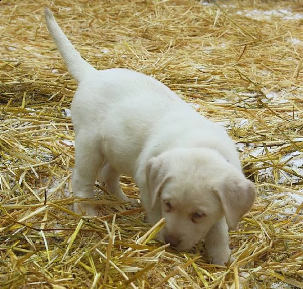 magnifico labrador retriever