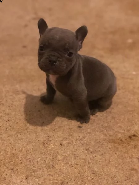 magnifici cuccioli di bulldog francese