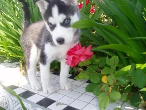 offro in regalo husky cuccioli con pedigree . cuccioli di  husky siamo urgentemente alla ricerca di 