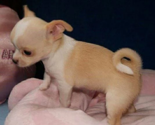 adorable chihuahua
