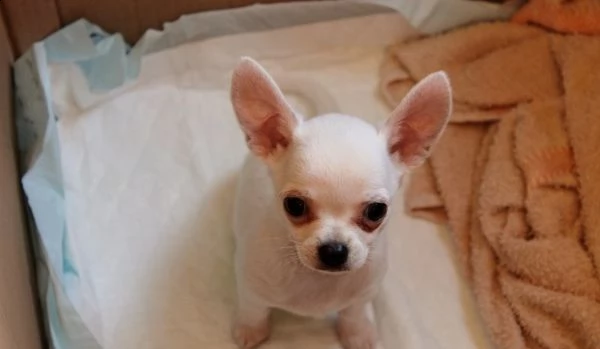 chihuahua dolce