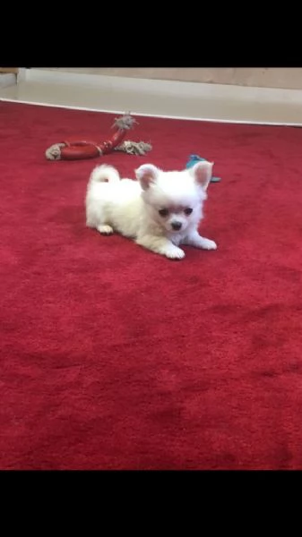 affettuoso chihuahua