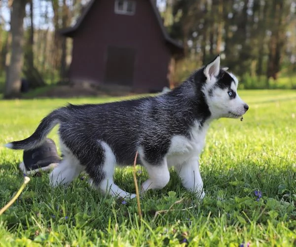 gentile siberian husky