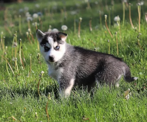 splendido siberian husky