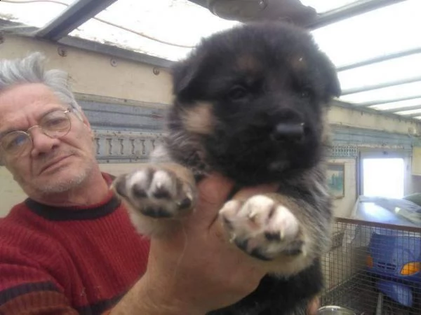 pastore tedesco maschio di 3 mesi,vaccinato sverminata con microchip 