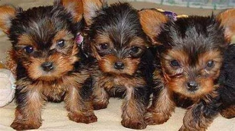  cuccioletto di yorkshire mini toy 