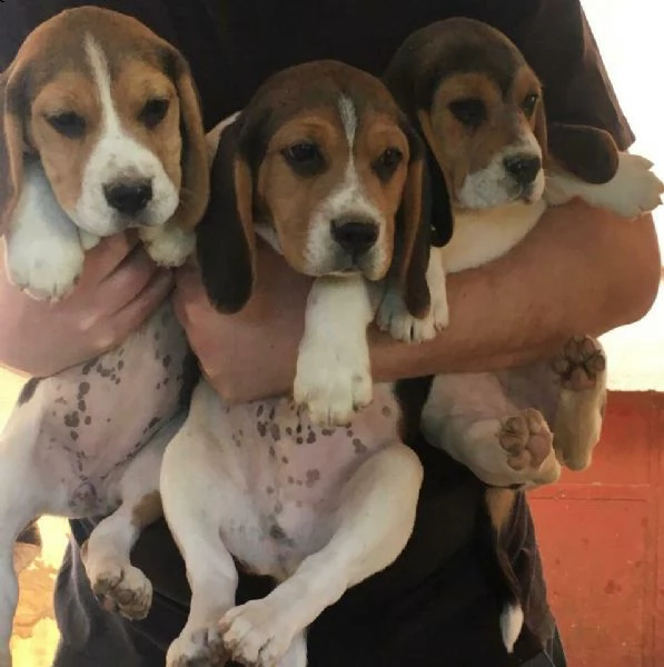 beagle di 3 mesi completi di libretto veterinario sverminato