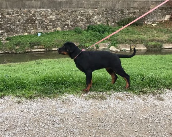vendita cucciola rottweiler | Foto 0