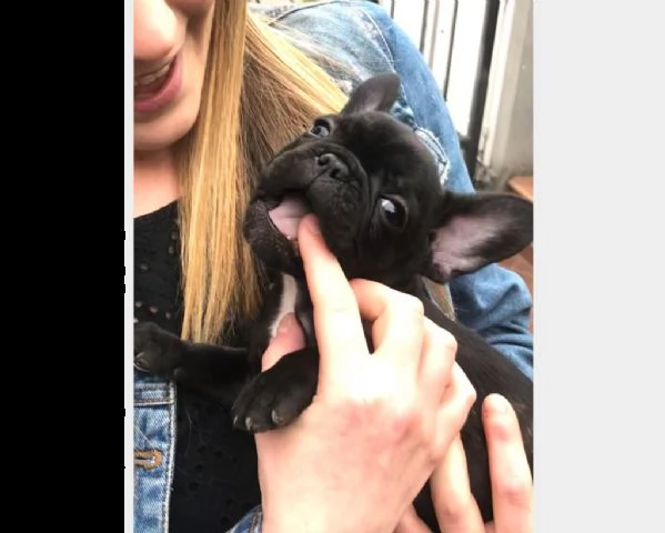  cucciolo di bulldog - bouledogue francese | Foto 1