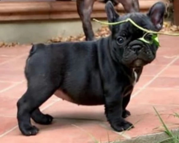  cucciolo di bulldog - bouledogue francese